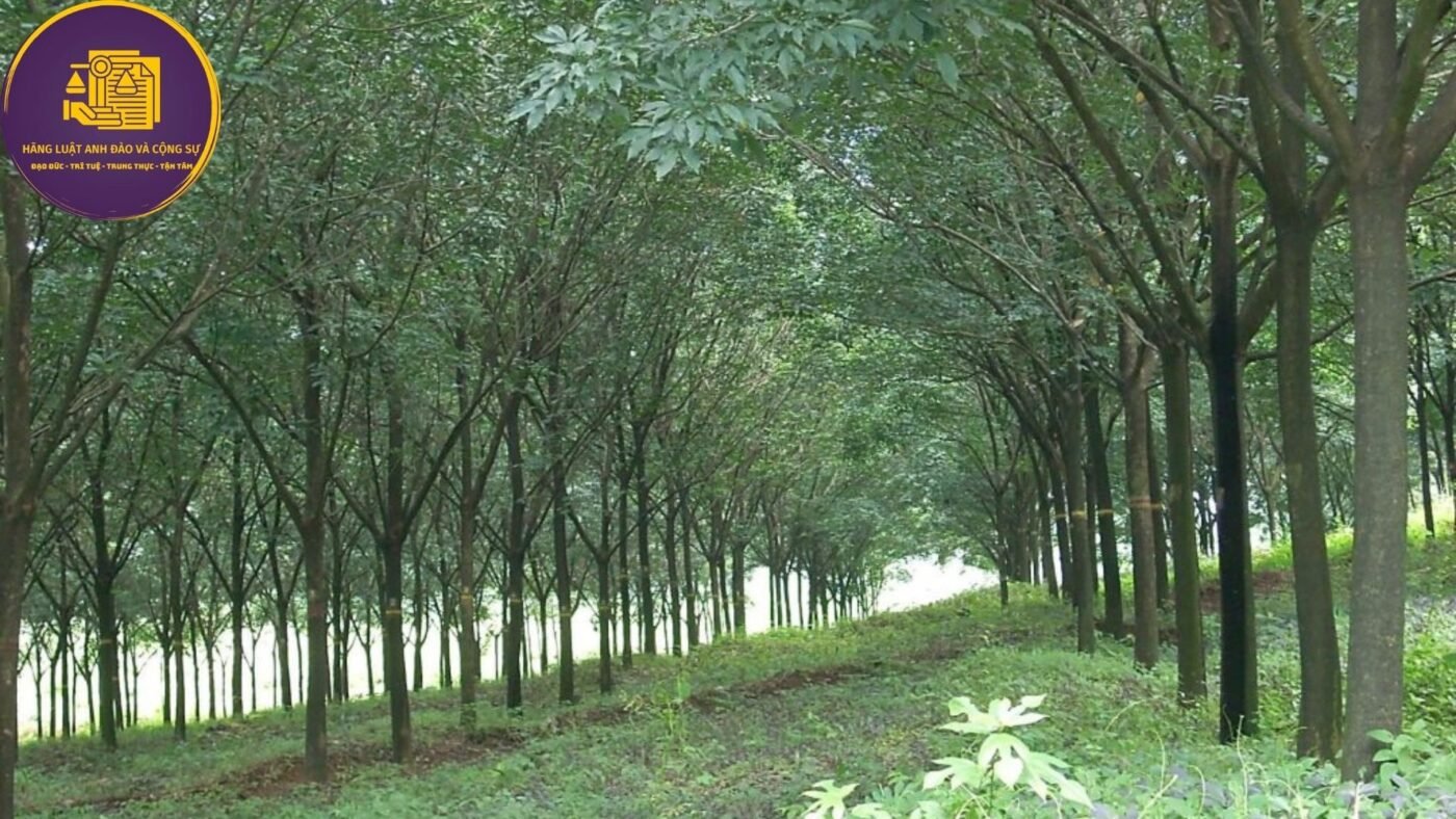 cây lâu năm bị thu hồi đất