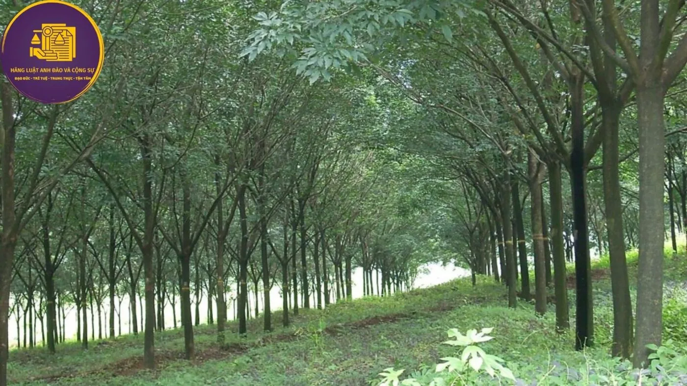 cây lâu năm bị thu hồi đất
