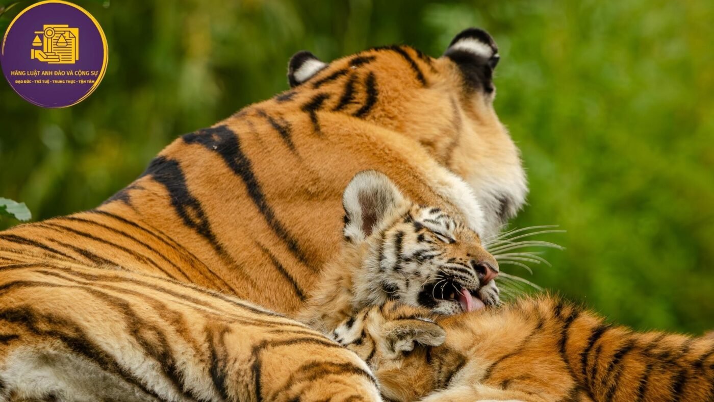 nuôi nhốt động vật quý hiếm