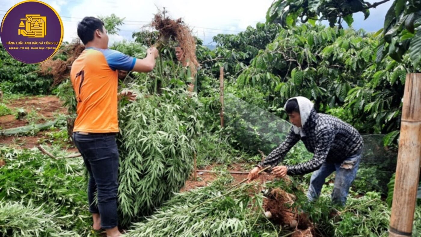 tự nguyện phá bỏ cần sa