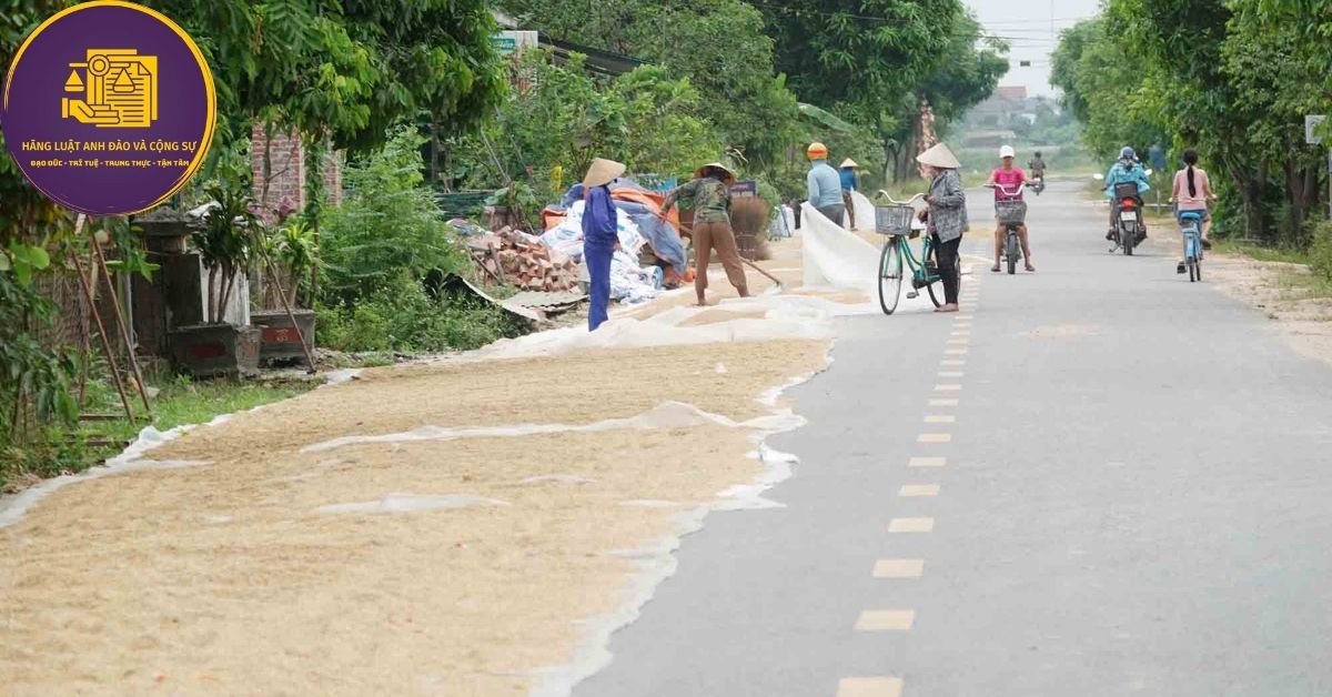 phơi lúa trên đường