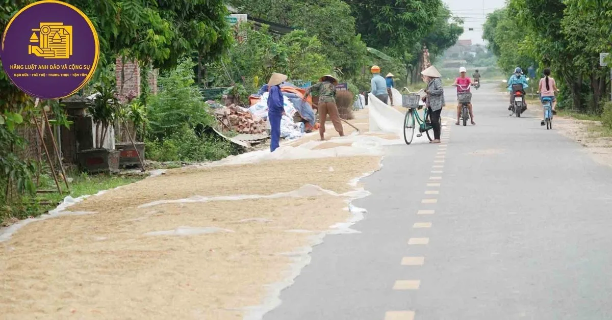 phơi lúa trên đường
